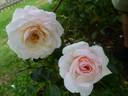 Ledreborg Castle rose photo