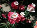 Occhi di Fata ® rose photo