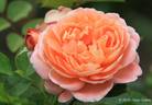 Bonita Renaissance rose photo
