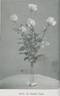 Souvenir de Gustave Prat rose photo