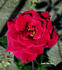 Audie Murphy rose photo