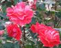 Spirit of Tollcross rose photo
