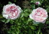 English Sachet ™ rose photo