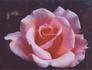 Justine Mee Liff rose photo
