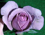 Silver Phantom rose photo