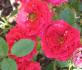New Orleans rose photo
