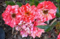 Darby O'Gill rose photo