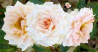 Barbara Mandrell ™ rose photo