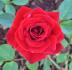 Orange Jade rose photo