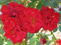 Orange Jade rose photo