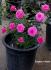 Raspberry Punch ™ rose photo