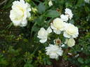 White Meilove rose photo