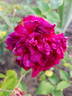 Duchesse d'Alba rose photo