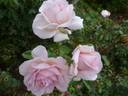 Alexandra - Princesse de Luxembourg rose photo