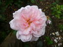 Alexandra - Princesse de Luxembourg rose photo