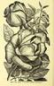 Duchesse Marie Salviati rose photo
