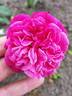 Duchesse d'Alba rose photo