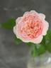 旋律 rose photo