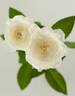 Shirabe rose photo