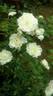 Shirabe rose photo