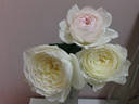 Shirabe rose photo