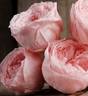 Temari rose photo