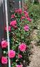Flashing Red rose photo