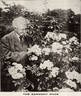 Sargent rose photo