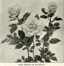 Prince de Bulgarie rose photo