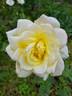 Alaska rose photo
