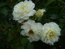 White Meilove rose photo