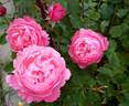 Millamy rose photo