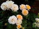 Cocarde rose photo