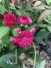 Rosaleen rose photo