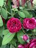 Rosaleen rose photo