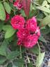 Rosaleen rose photo