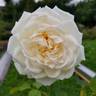 Magnolija rose photo