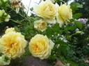 Tahitian Moon rose photo