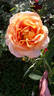 Arlequin ® rose photo