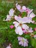 <i>Rosa</i> X <i>macrantha</i> 'Düsterlohe' rose photo