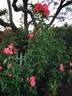 Coretta Scott King rose photo