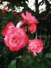 Coretta Scott King rose photo