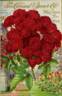 Philadelphia rose photo