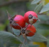 R. tomentosa rose photo