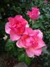 Calliope rose photo