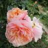 Parfum d'Orléans rose photo