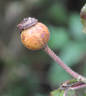 Belle des Jardins rose photo