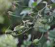 Bennett's Seedling rose photo