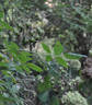 Bennett's Seedling rose photo