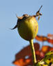 Comtesse Vandal, Cl. rose photo